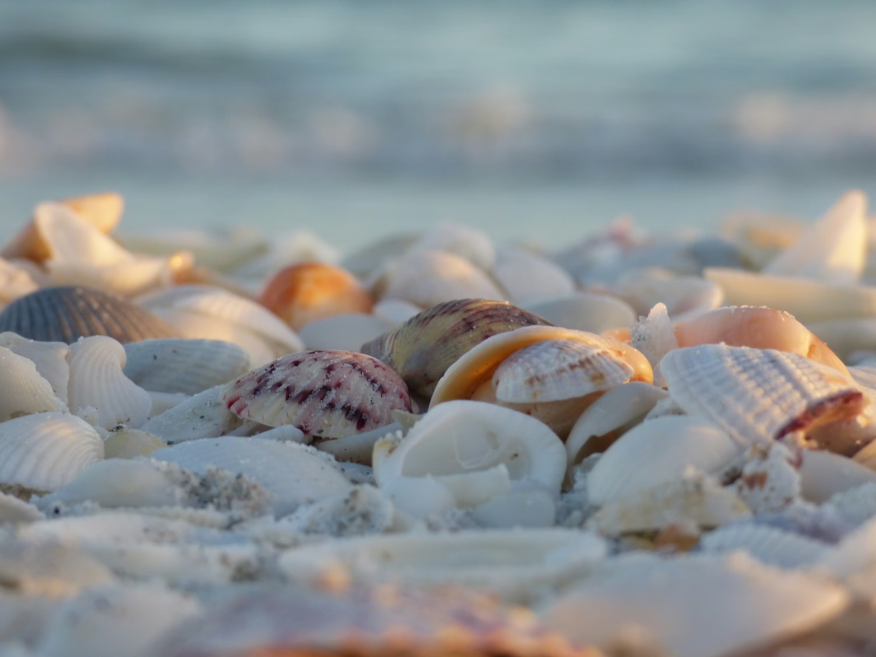 A close-up of colorful seashells washed ashore on Sanibel Island's beaches, showcasing the island's famous shelling opportunities.