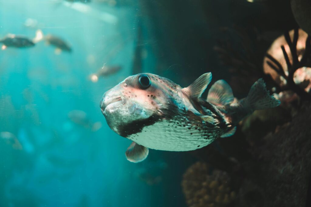 Taken at Miami Beach, this image depicts a underwater view with a close up of a pufferfish.