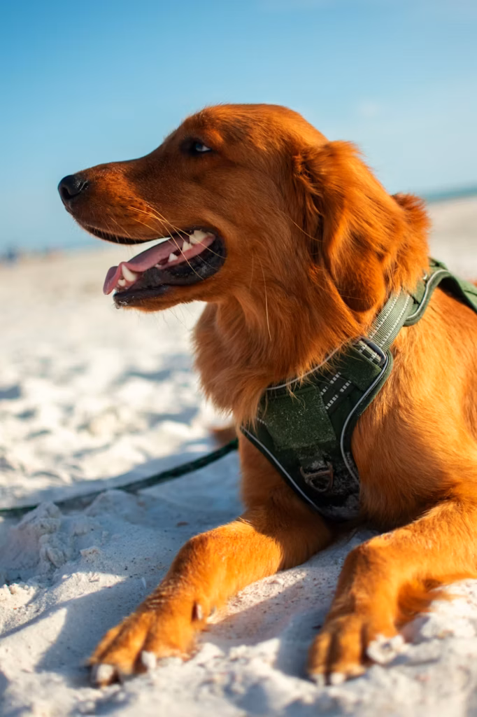 Taken at Clearwater Beach, this image displays some dogs resting on the beach's white sands.