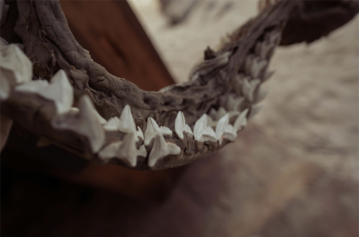 A close up of shark teeth.